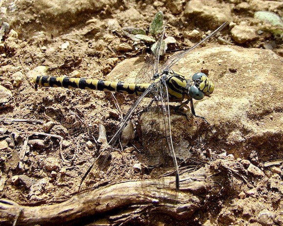 large pincertail